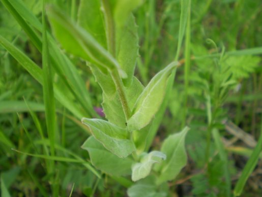 Lepidium draba