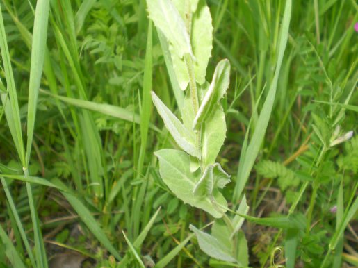 Lepidium draba