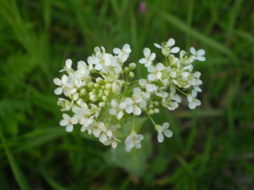 Lepidium draba