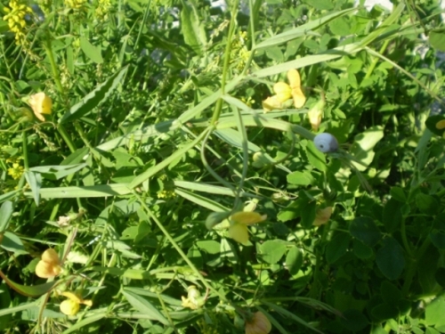 fabacea fiore giallo - Lathyrus annuus