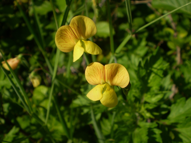 fabacea fiore giallo - Lathyrus annuus