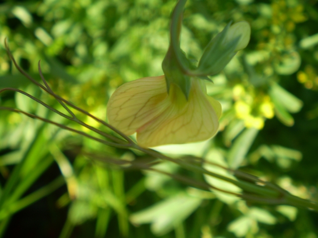 fabacea fiore giallo - Lathyrus annuus