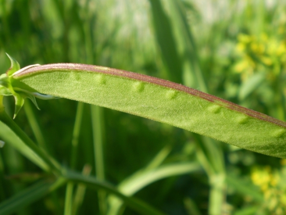 fabacea fiore giallo - Lathyrus annuus