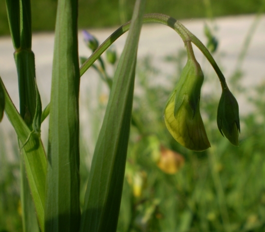 fabacea fiore giallo - Lathyrus annuus