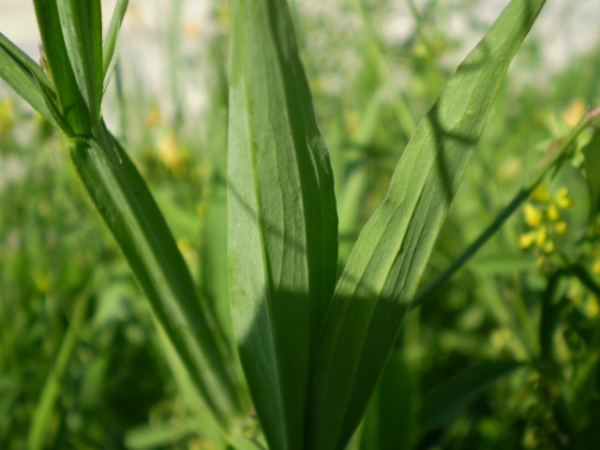 fabacea fiore giallo - Lathyrus annuus