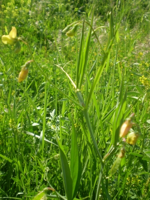 fabacea fiore giallo - Lathyrus annuus