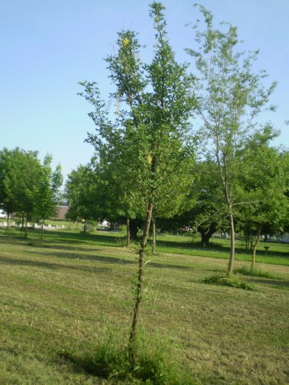 Laburnum anagyroides