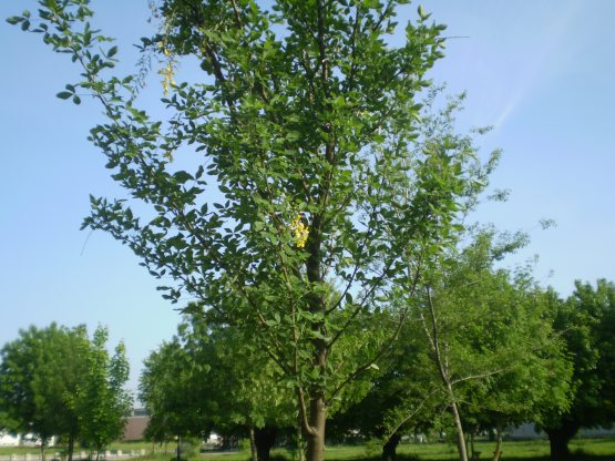 Laburnum anagyroides