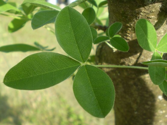 Laburnum anagyroides