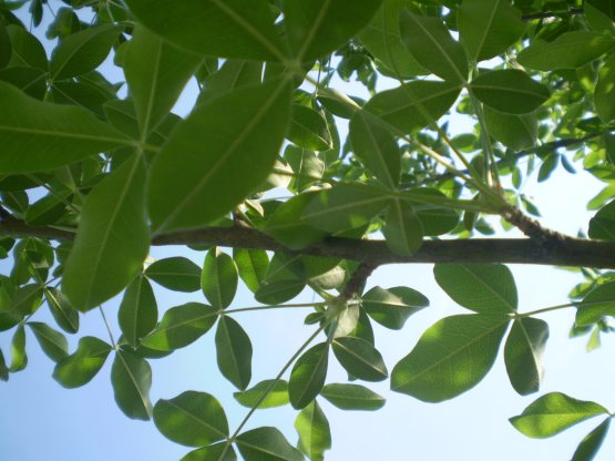 Laburnum anagyroides