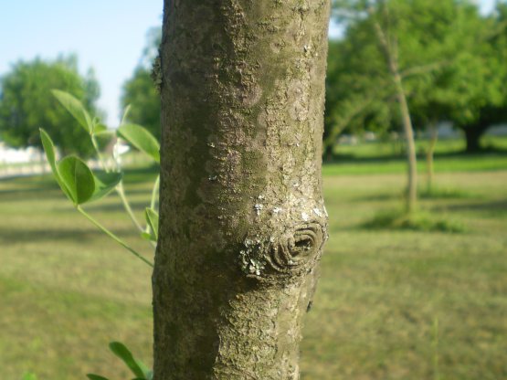 Laburnum anagyroides