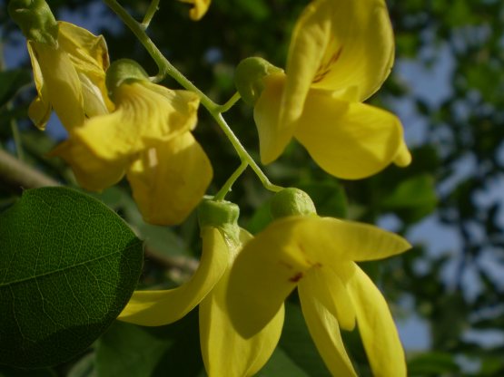 Laburnum anagyroides