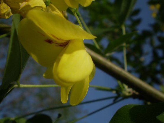 Laburnum anagyroides