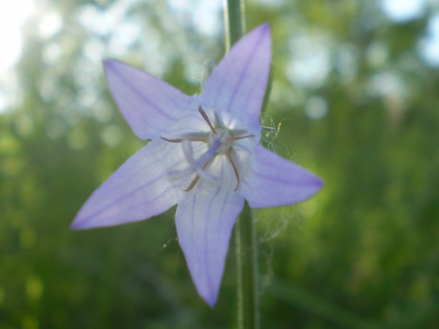 Campanula rapunculus