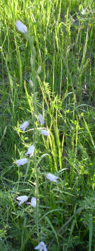 Campanula rapunculus