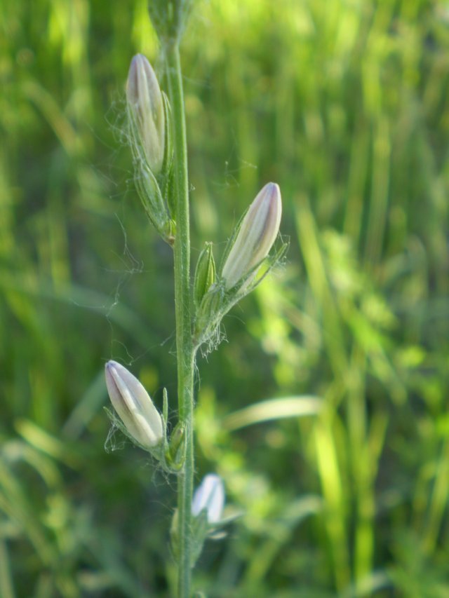 Campanula rapunculus