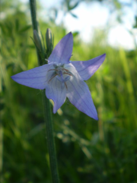 Campanula rapunculus