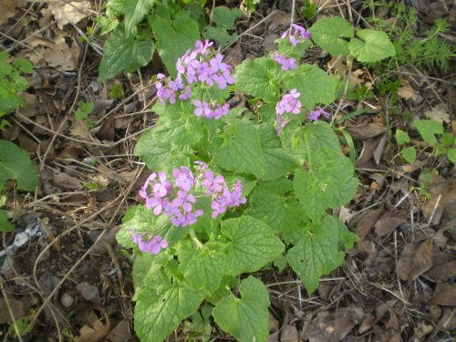 Lunaria annua