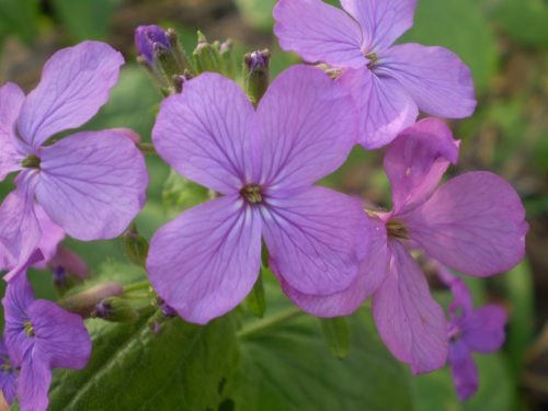 Lunaria annua