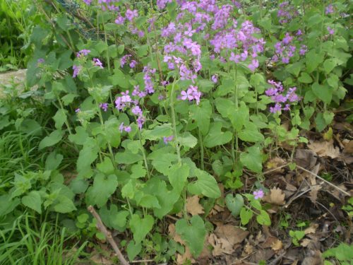 Lunaria annua