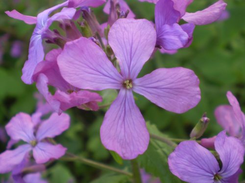 Lunaria annua