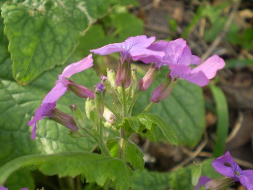 Lunaria annua