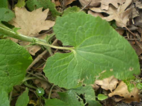 Lunaria annua