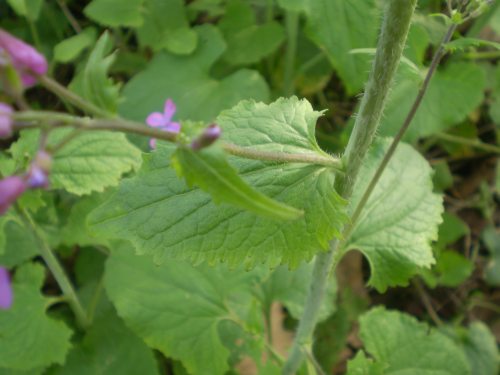 Lunaria annua