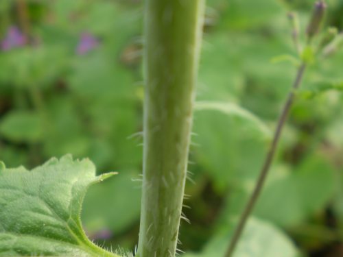 Lunaria annua