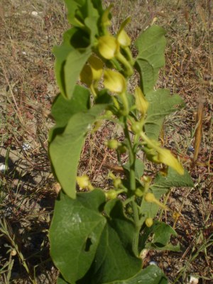 a ridosso dellla spiaggia - Aristolochia clematitis