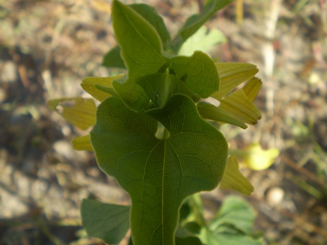 a ridosso dellla spiaggia - Aristolochia clematitis