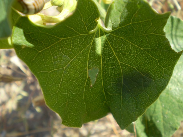 a ridosso dellla spiaggia - Aristolochia clematitis