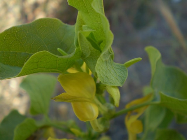 a ridosso dellla spiaggia - Aristolochia clematitis