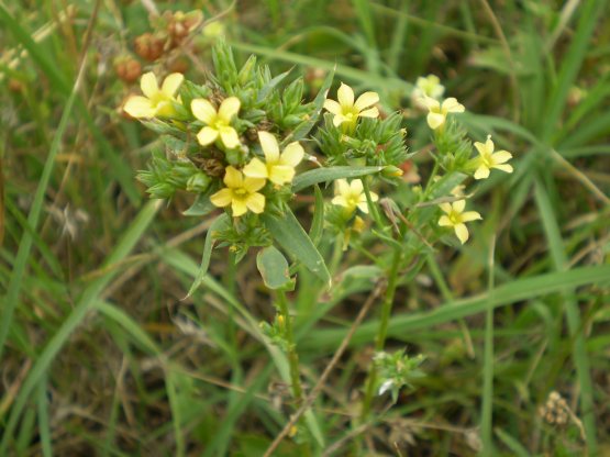 Linum strictum