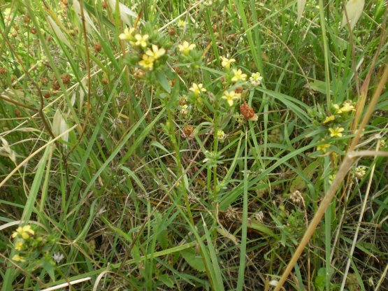 Linum strictum