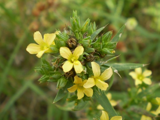 Linum strictum