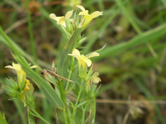 Linum strictum