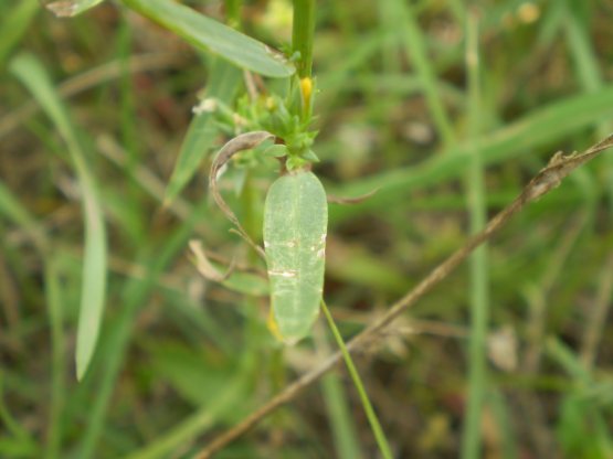 Linum strictum