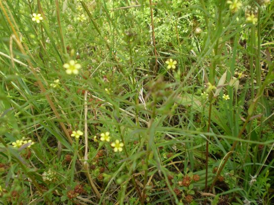 Linum trigynum