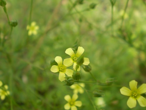 Linum trigynum