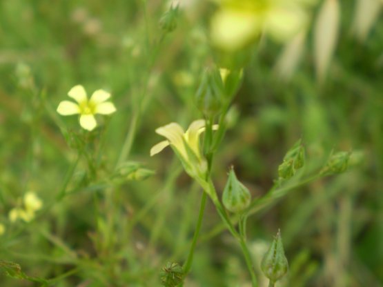 Linum trigynum