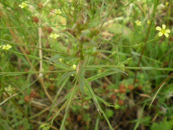 Linum trigynum