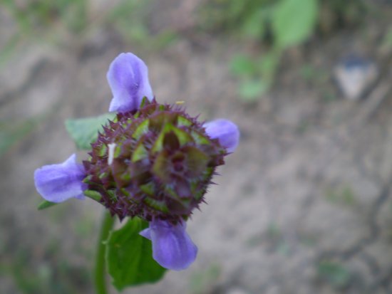 Prunella vulgaris