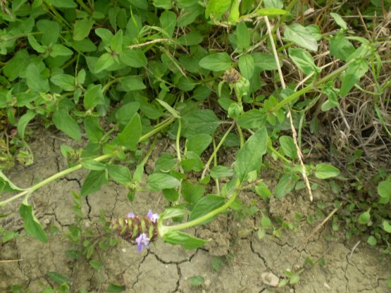 Prunella vulgaris