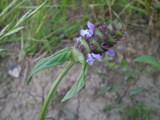 Prunella vulgaris