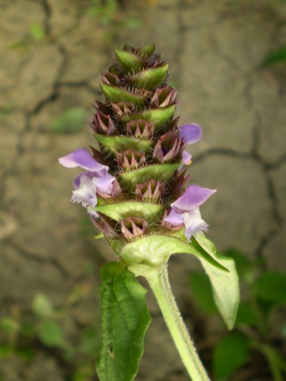 Prunella vulgaris