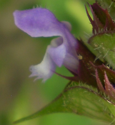 Prunella vulgaris