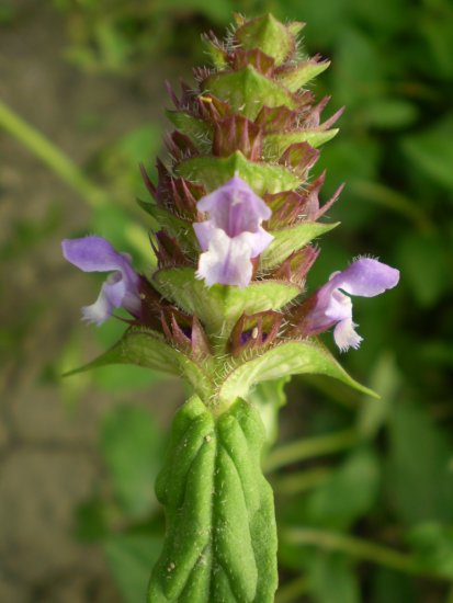 Prunella vulgaris