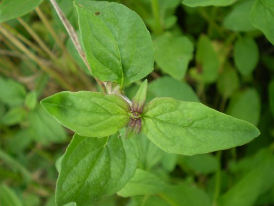 Prunella vulgaris