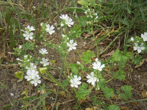 Malva sylvestris - albina?